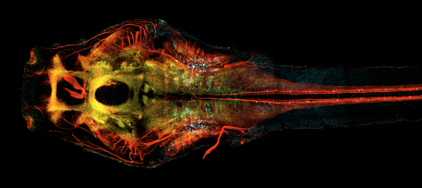 5 day old larval zebrafish